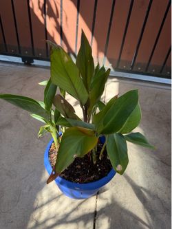 Plant