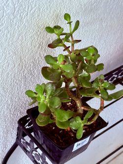 🌿—a symbol of prosperity♥️LUCKY Jade/GUD LUCK Plant👉PLS READ DESCRIPTION♥️WELL ESTABLISHED Trees