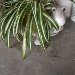Flower Pot