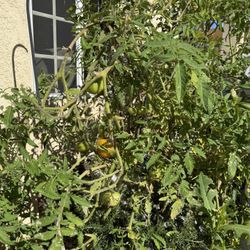 2 Tomato Plants