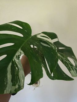 🌿 Monstera Albo Cutting (Grown in Water)