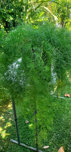 #9  large 5al Sprenger Fern