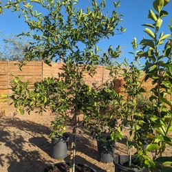 $275 Each Mexican Lime Or Ponderosa Lemon Pickup Or Delivery 