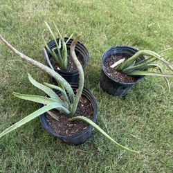 Healthy Aloevera Plants 