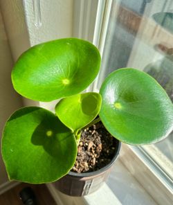 Raindrop Peperomia