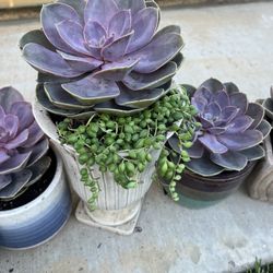 Succulent Beauties