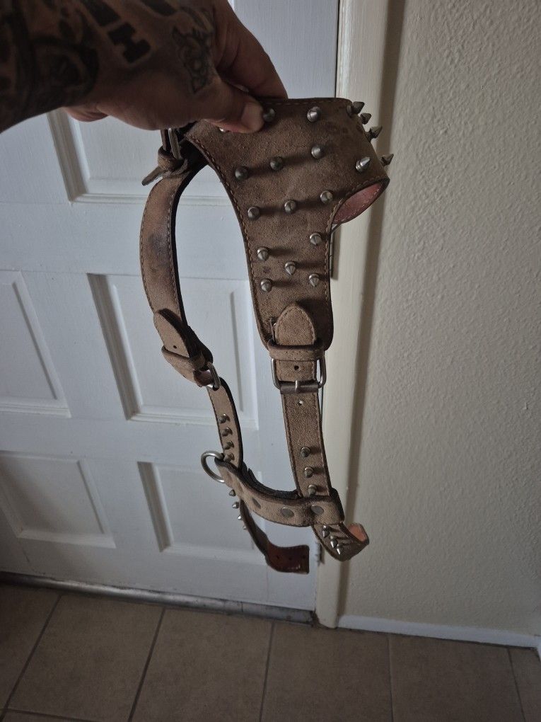 Dog Collar 🐕