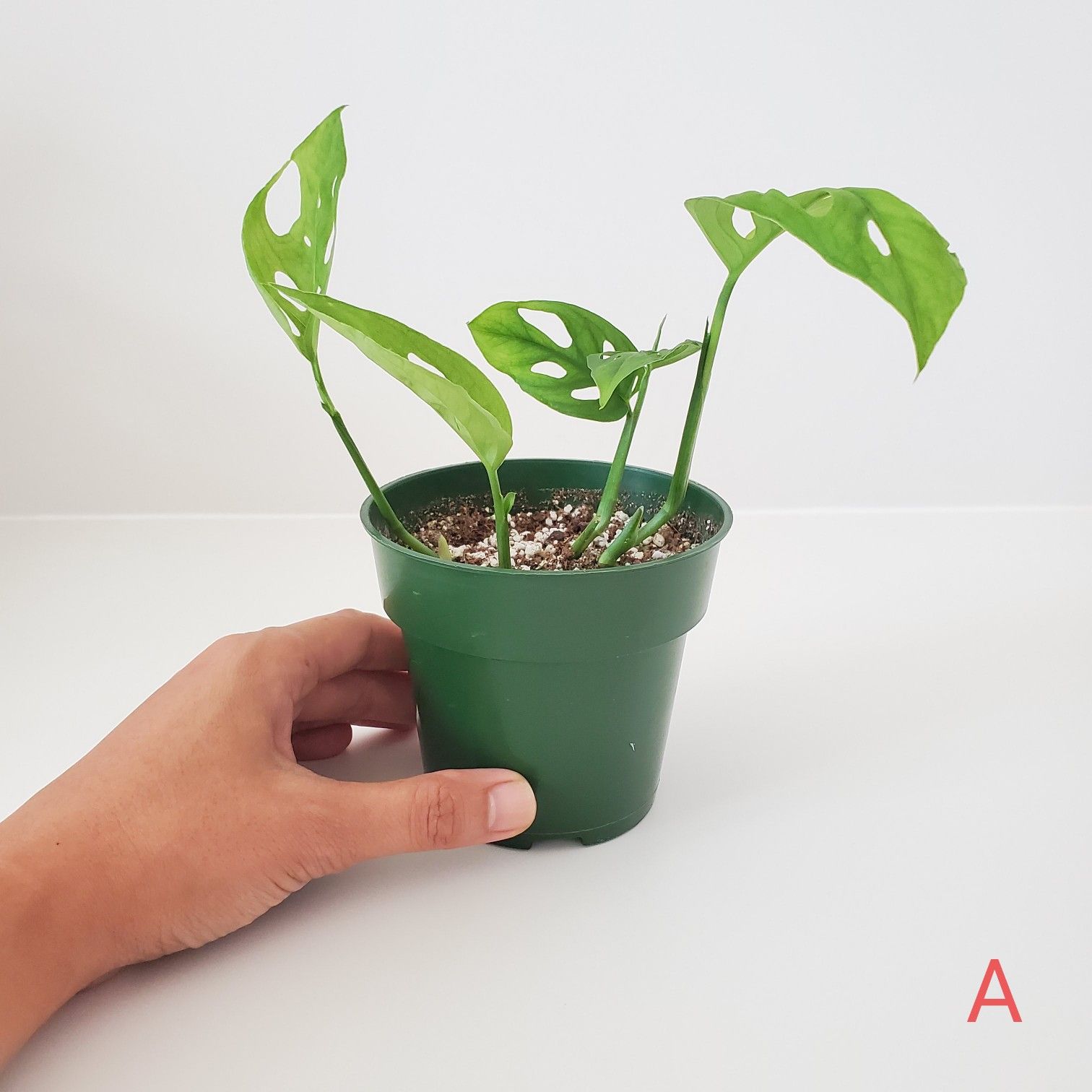 Monstera Adansonii