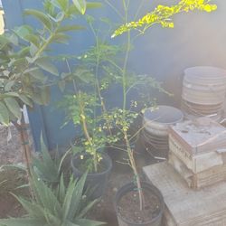 Moringa Tree