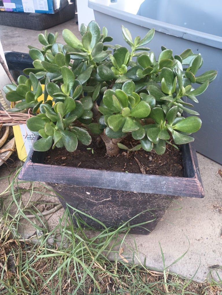 Planta Jade Grande