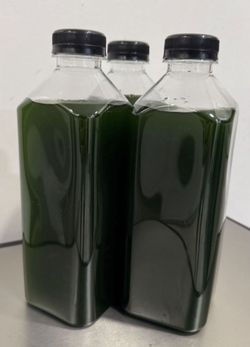 Phytoplankton, Really high concentration. 32oz,