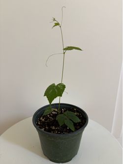 Porcelain Berry Vine