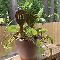 Philodendron Plant 