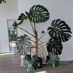 Large, Mature Monstera Deliciosa