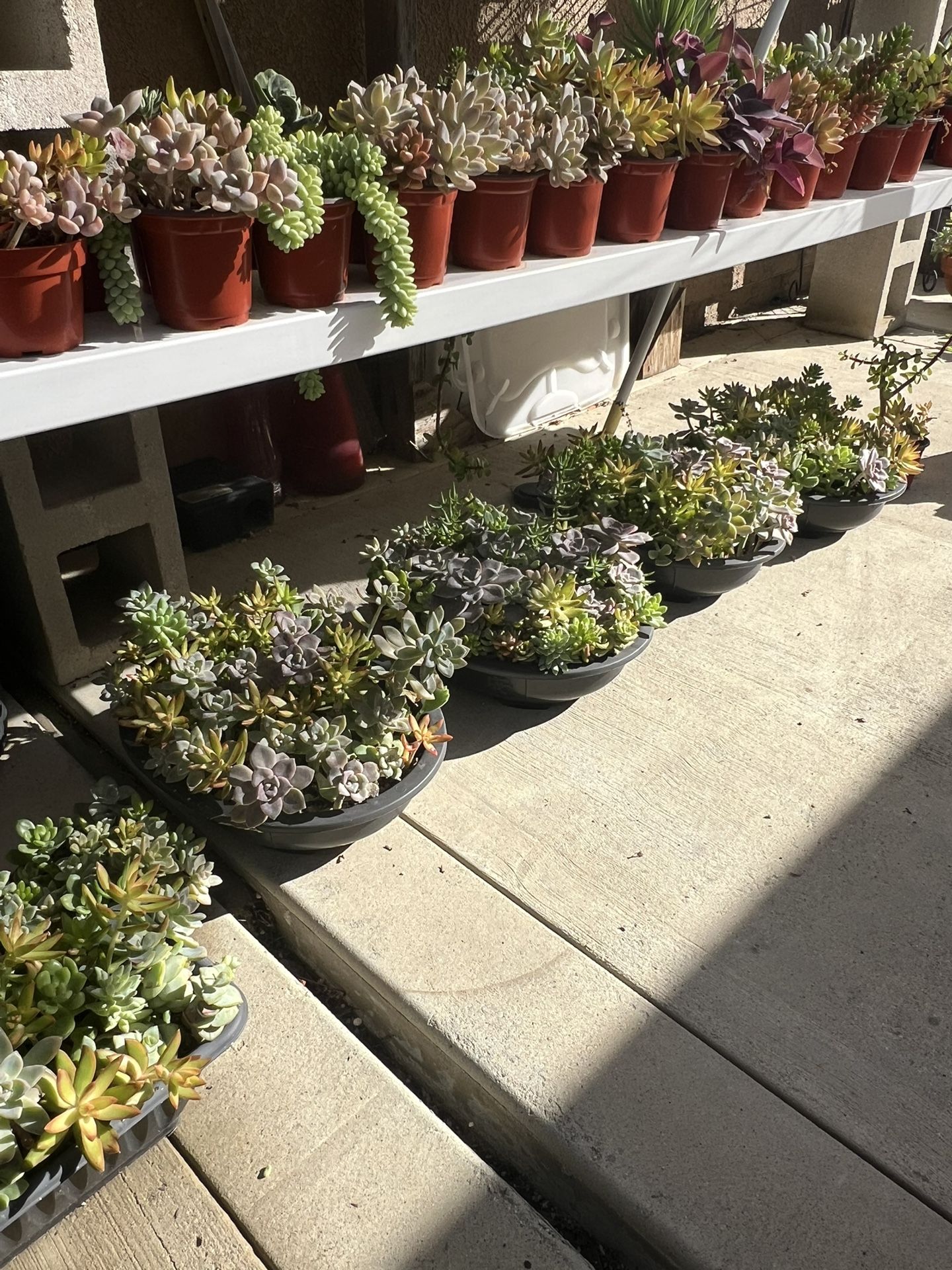 Succulent arrangement