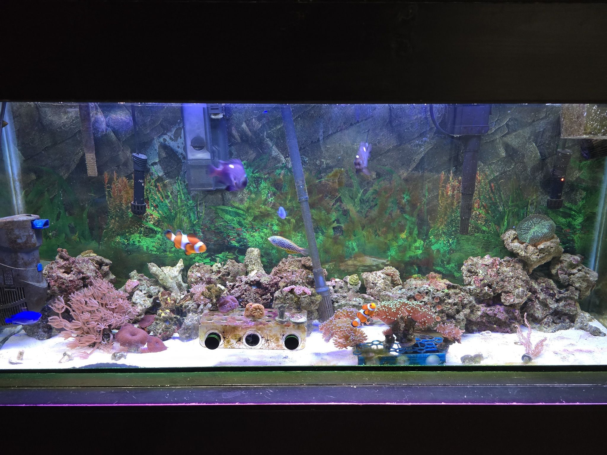 Fish tank with everything inside