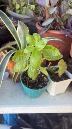 Albahaca