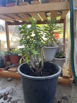 Giant Portulacaria afra