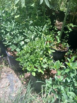 Lemon & Lime Trees from $50🍋🌳