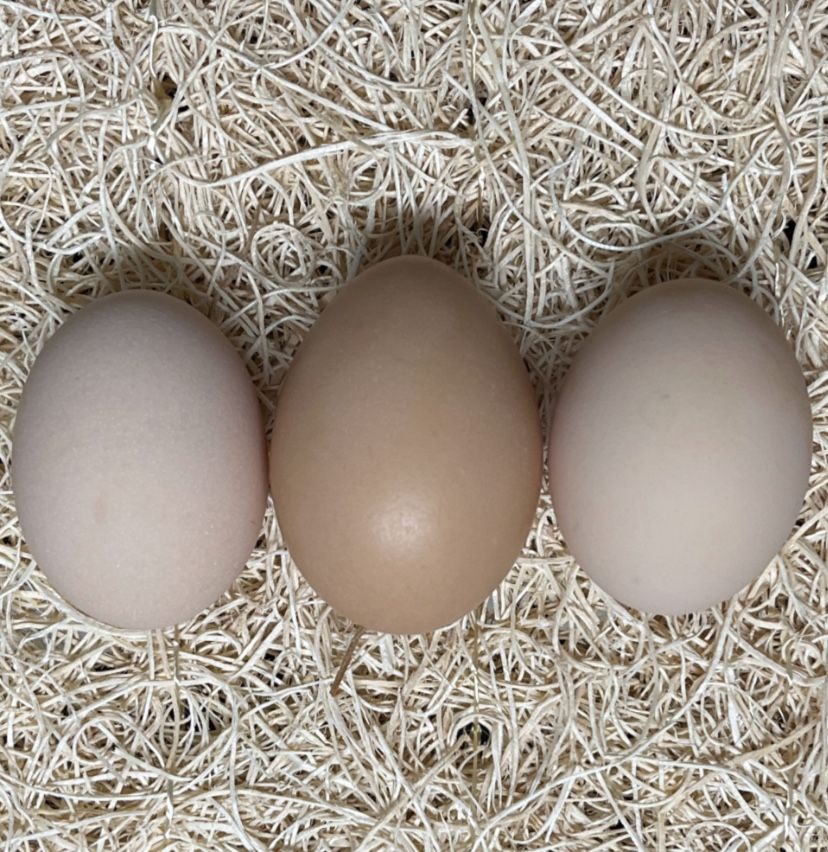 Chicken Eggs