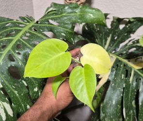 Monstera Lemon Lime