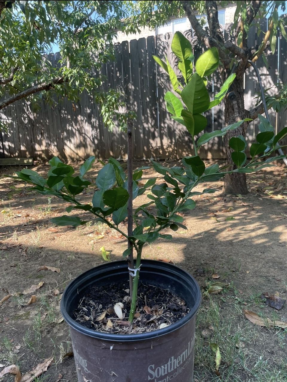 Kaffir Lime Tree (Chang Lá So Tham)