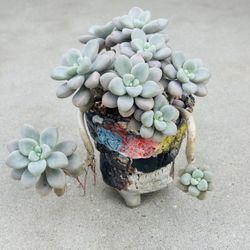 Succulents plants 🪴 