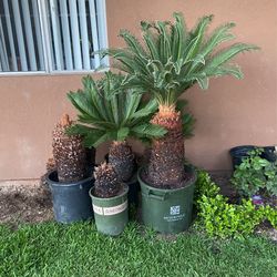 Palm Trees