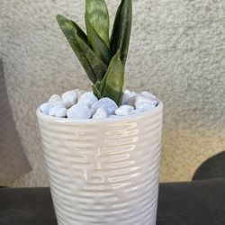 Succulents Snake Plant.