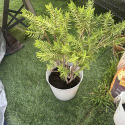 SUCCULENT BEAUTIFUL PLANT  🌸🌸🌹🌹