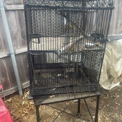 Bird Cage 
