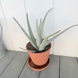 Aloe Vera plant 8”