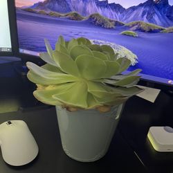 Succulent Plant With Pot 