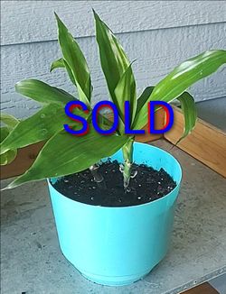 Houseplant