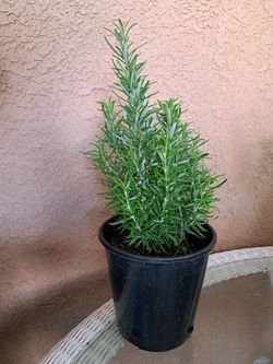 Bonita Planta De Romero 