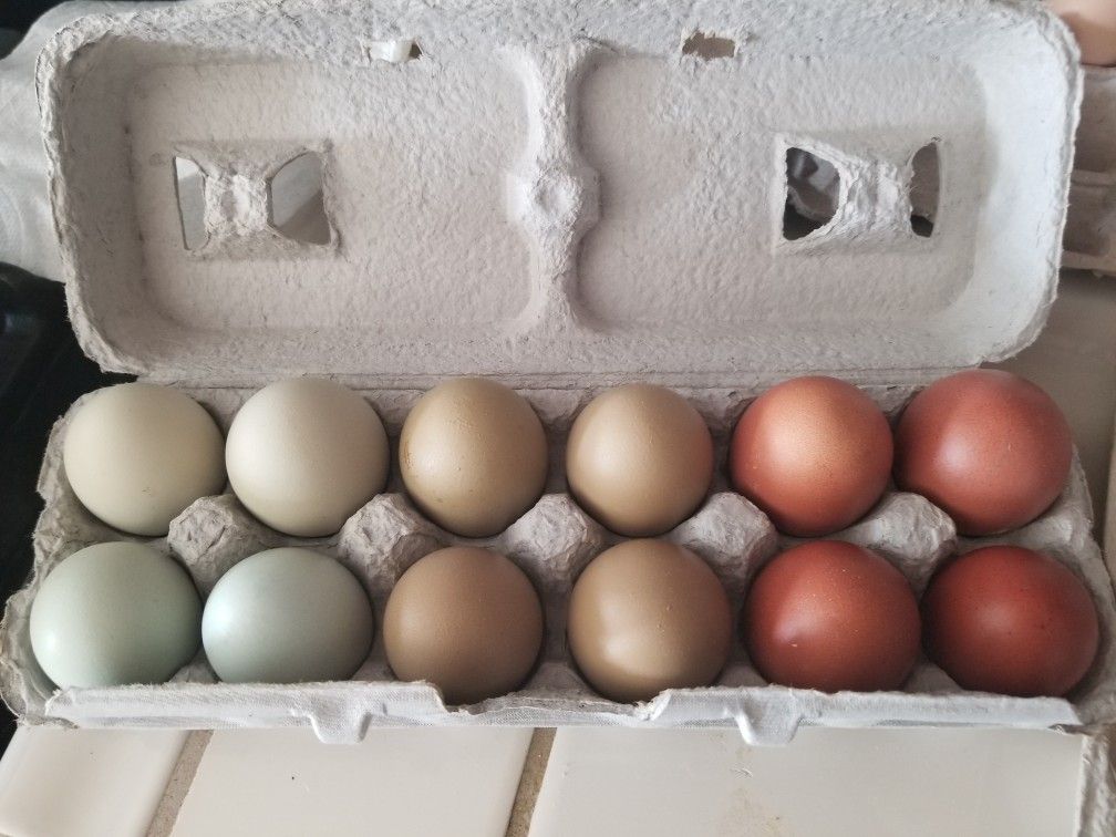 Eggs