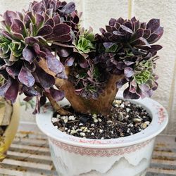 e: Aeonium 'Zwartkop