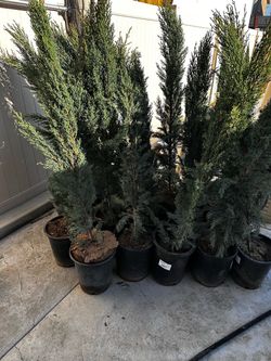 20 tiny tower, Cypress trees