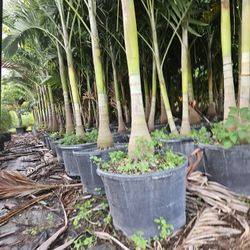 crhistmas Palms over 9 to 10 feet tall Instant  decoration  huge  single  double and triple 