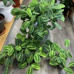 Lemon Lime Maranta Indoor Houseplants