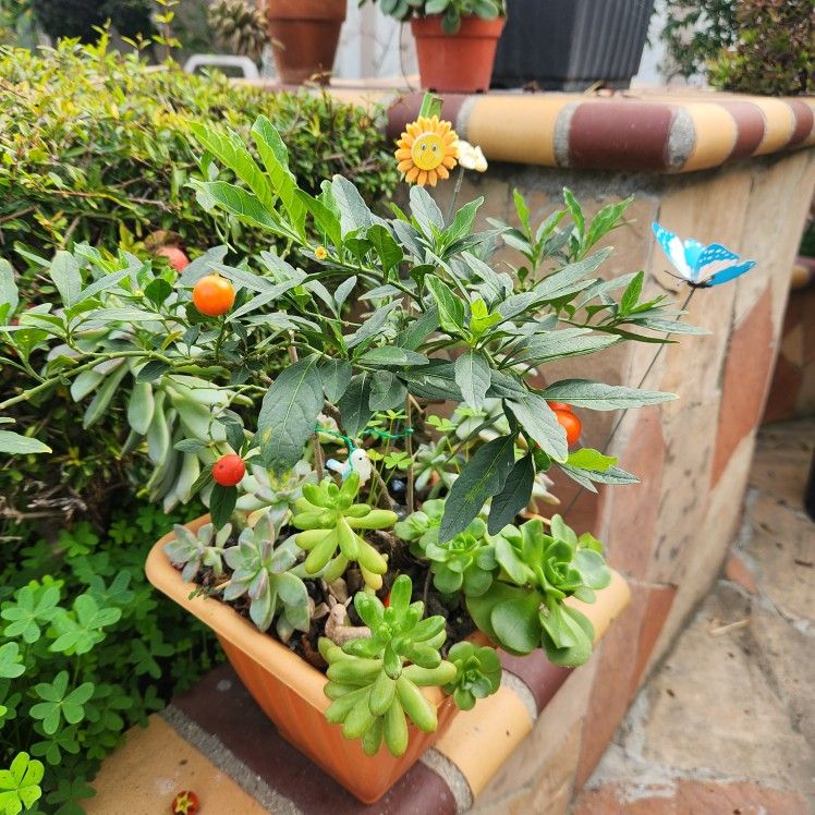 Beautiful Winter Cherry, Rare Succulents Bonsai Tree❤️💝