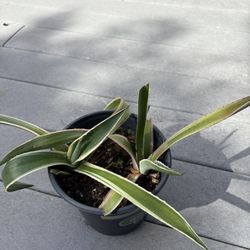 Potted Plants