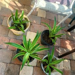 Agave Plants In Pots