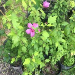 Plantas De altead