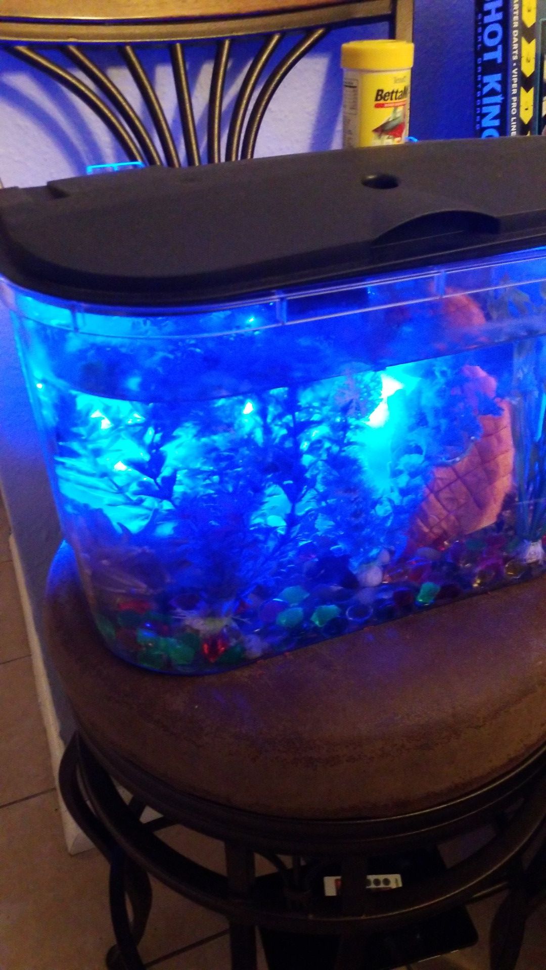 Fish tank with beta fish