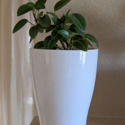 Healthy Beautiful Indoor Plant(Large Peperomia)