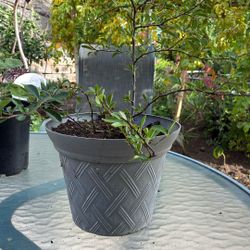 Plant Scarlet Firethorn Gets Many White Flowers Then Red Berries 