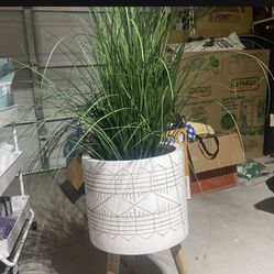 Plant Base/ White Plant Base/