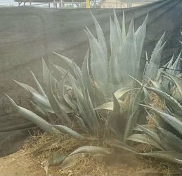 Free Agave Plant Maguey