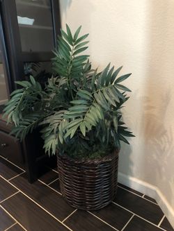 House plant